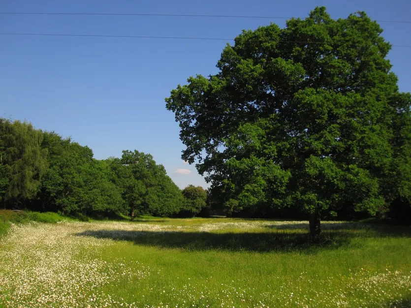 Baugrundstück mit Meerblick — Vrsar – slika 4