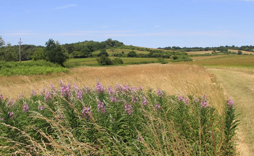 Baugrundstück mit Baugenehmigung — Ližnjan – slika 2