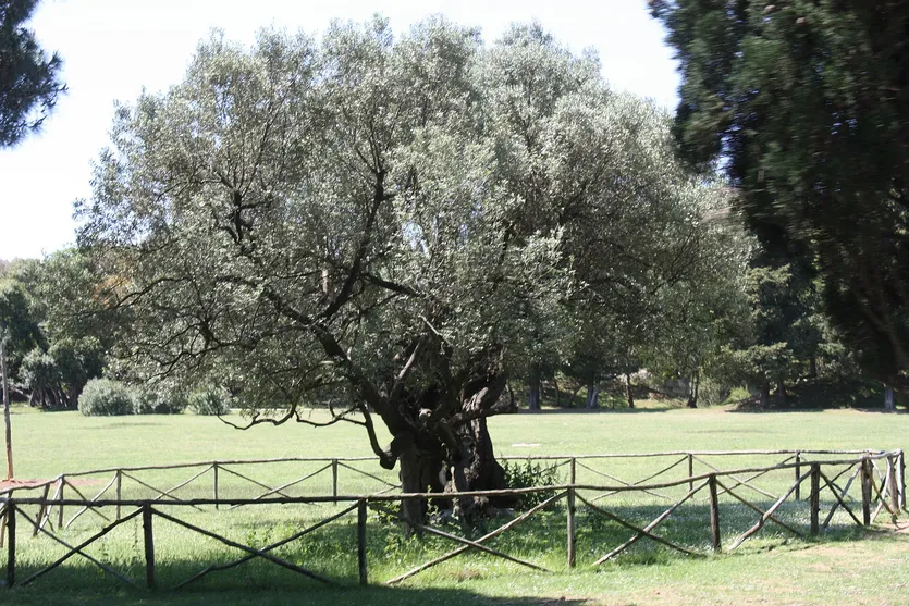 Ölbaumplantage mit 120 Bäumen — Buje – slika 5