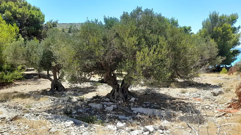 Ölbaumplantage mit 120 Bäumen — Buje – slika 3