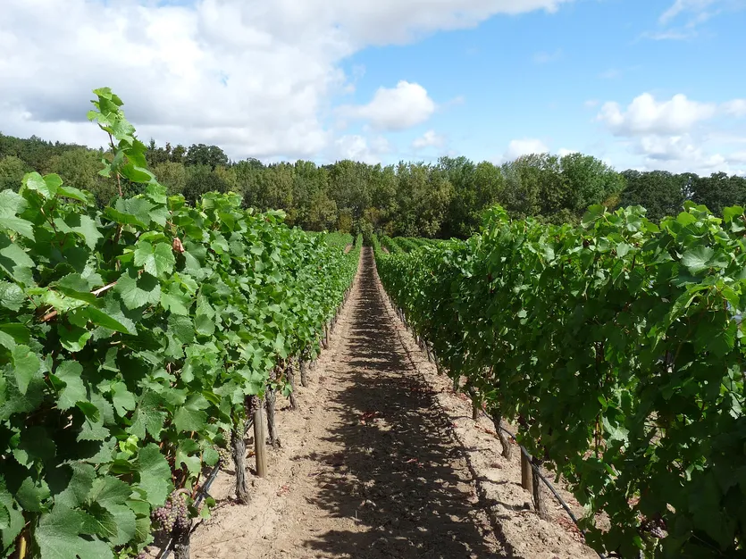 Weinberg im Herzen Istriens — Buzet