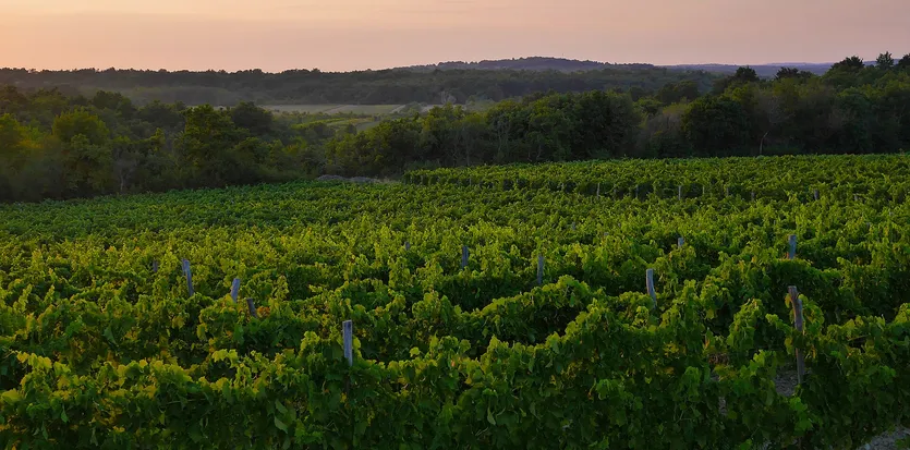 Weinberg im Herzen Istriens — Buzet – slika 3