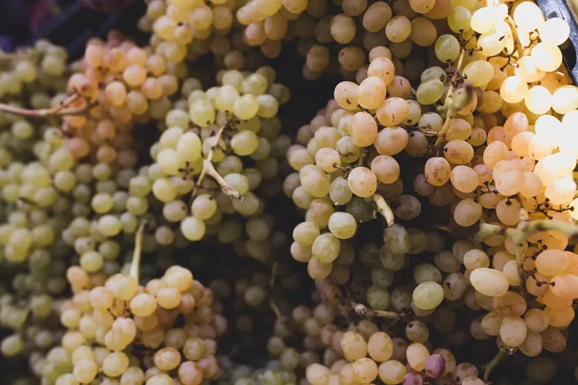 Weinberg im Herzen Istriens — Buzet – slika 4
