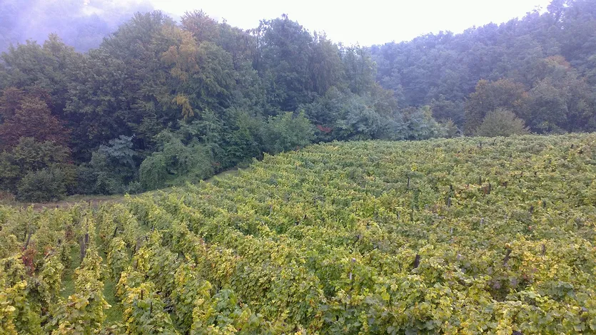 Weinberg im Herzen Istriens — Buzet – slika 2