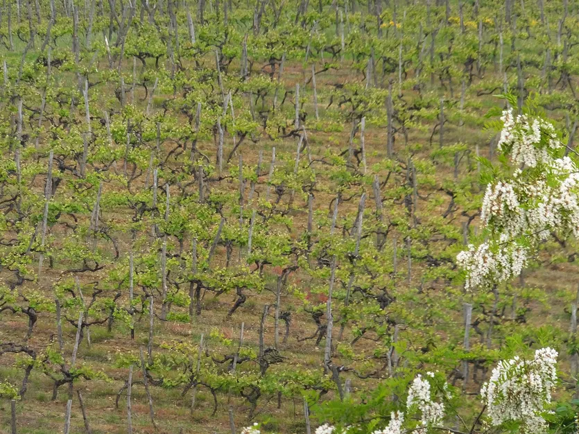 Weinberg im Herzen Istriens — Buzet – slika 5